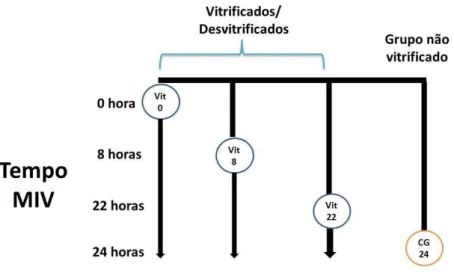Figura 2.1. Esquema representativo dos grupos de ovócitos utilizados nos experimentos  1,  2  e  3:  Vit  0  (grupo  de  ovócitos  vitrificados  e  desvitrificado  após  seleção);  Vit  8  (grupo de ovócitos vitrificados e desvitrificado após 8 horas de MI