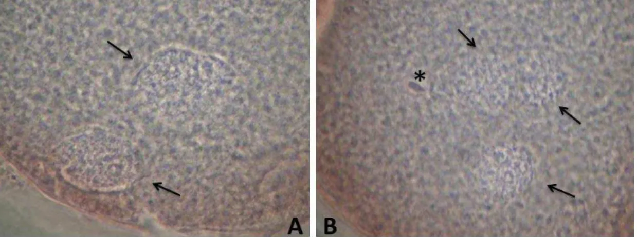 Figura  2.5.  Ovócitos  fecundados:  fecundação  normal,  presença  de  dois  pró-núcleos  (A);  fecundação  polispérmica,  presença  de  três  pró-núcleos  e  de  uma  cabeça  de  espermatozoide  solta  (B)