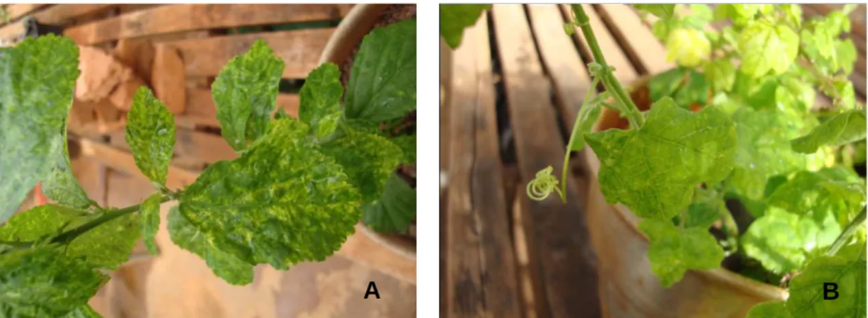 Figura  4  -  Sintomas  em  plantas  jovens  inoculadas  com  o  isolado  de  São  Fidelis  através  de  biobalística, sendo (A) Sida rhombifolia e (B) Passiflora morifolia 