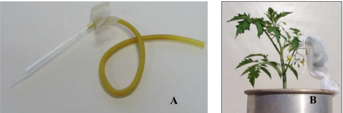 Figura 2 - Transmissão por aleyrodídeos. (A) sugador utilizado na coleta dos aleyrodídeos e  (B)   insetos   confinados   em   gaiola   de   tecido   para   se  alimentarem   em   planta   de  tomateiro