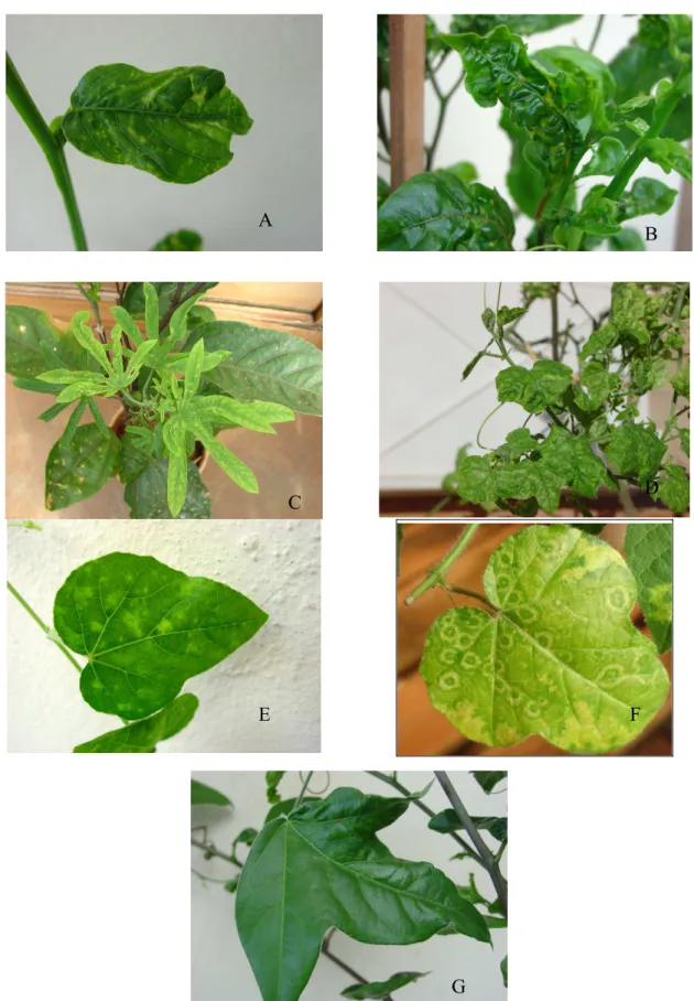 Figura   3   -   Sintomas   em   plantas   do   gênero  Passiflora  infectadas   com   o   PLLMV