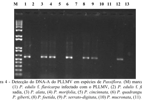 Figura 4 - Detecção do DNA-A do PLLMV em espécies de  Passiflora. (M) marcador 1kb,  (1)  P