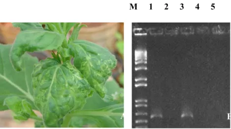 Figura 5 - Planta de  N. benthamiana  infectada pelo PLLMV (A) e detecção do  DNA-A por PCR em algumas espécies inoculadas mecanicamente (B)