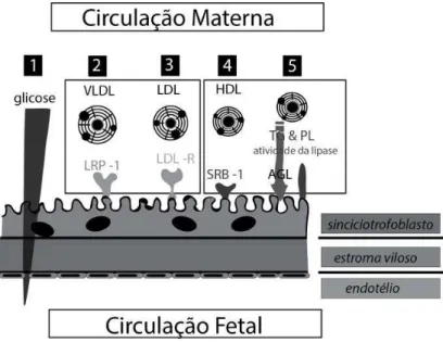 Figura 2  – Transporte placentário de nutrientes  (barreira materno-fetal)