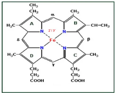 Figura 1 -   Molécula do heme destacando na estrutura química o íon de  ferro  