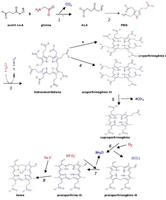 Figura 2 -  Reações  de  biossíntese  do  heme  (KING,  MARCHESINI  modificado, 2005)