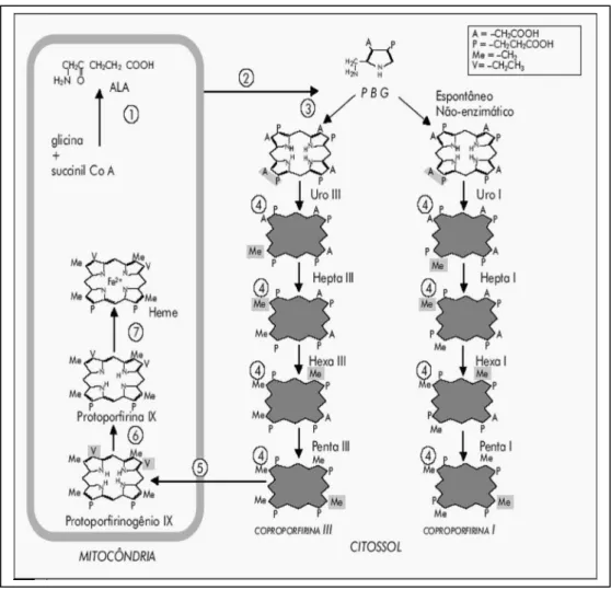 Figura 3 –  Compostos  intermediários  da  biossíntese  do  heme  eliminados pela urina 