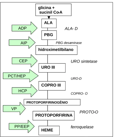Figura  4  -  Principais  porfirias  associadas  às  alterações  na  atividade  enzimática da rota do heme 