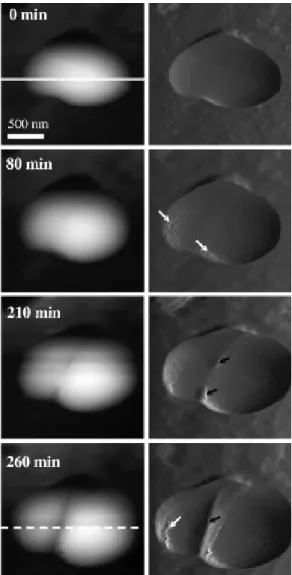 Figure 4 – Time-lapse imaging by atomic force microscopy of a single S. aureus cell prior to and after  incubation  with  16  µg/ml  lysostaphin