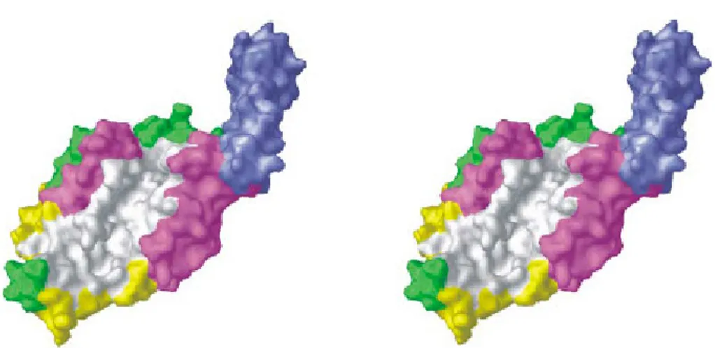 Figure  6  –  Stereo  view  of  the  proposed  structure  of  S.  aureus  FemA,  depicting  both  the  globular  domain  and  the  helical  arms