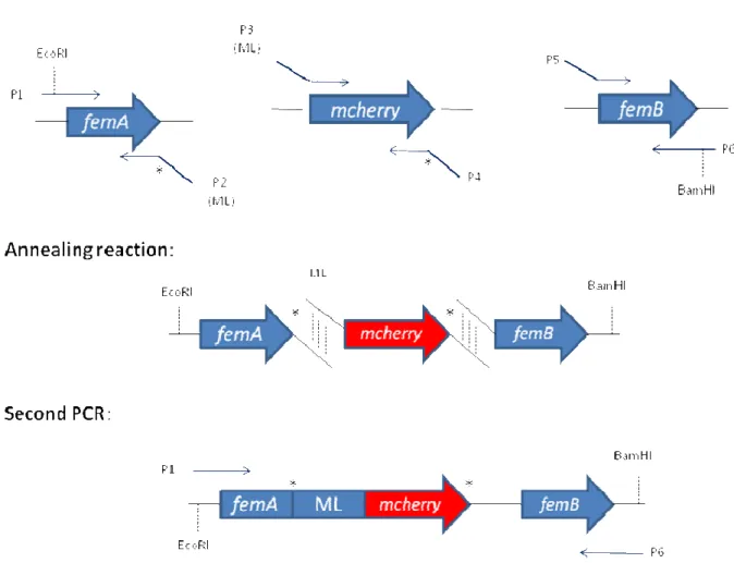 Figure 8 – Strategy for the construction of the fusion  femA-mcherry-femB. ML = protein linker