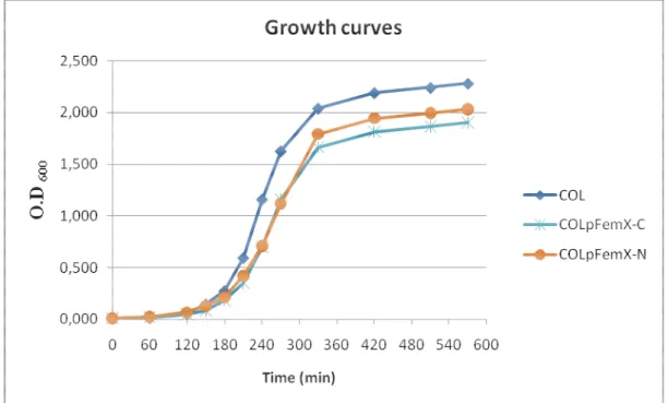 Figure  11  –  Growth  rates  for  parental  MRSA  strain  COL  and  COL  expressing  N-terminal  (COLpFemX-N) and C-terminal (COLpFemX-C) GFP fusions to FemX