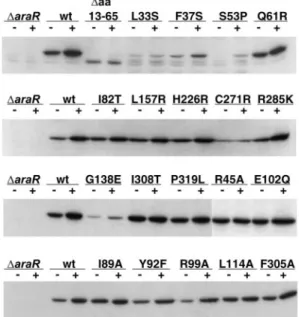TABLE 4. Transdominance of AraR mutants over the wild-type AraR in B. subtilis a Strain IPTG-inducible araR allele ␤-Galactosidase activity ⫺ara ⫹ara R.F