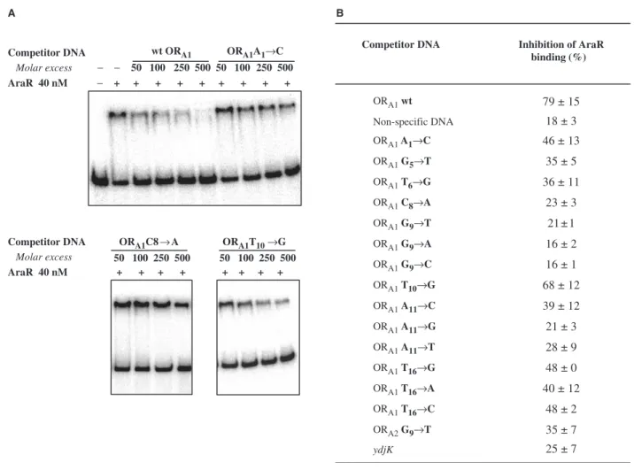 Figure 5. In vitro analysis of AraR binding to mutated ara boxes. (A) Competition EMSA experiments using double-stranded oligonucleotides containing mutated ara boxes