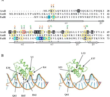 Figure 1. The DNA-binding domain of AraR and localization of mutations. (A) Sequence alignment of the N-terminal region of AraR, FadR and GntR