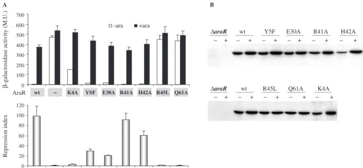 Figure 2. In vivo characterization of AraR mutants. (A) Regulatory activity of mutant AraR proteins