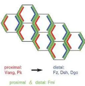 Figura 1 – Localização das proteínas centrais da via de sinalização da PCP nas faces  proximal  e distal das células