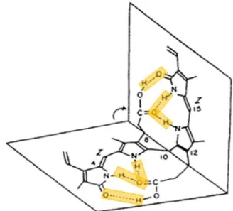 Fig. 6. Structure of unconjugated bilirubin (UCB). The molecule consists of two rigid, planar dipyrrole units  joined by a methylene (-CH 2 ) bridge at carbon 10, and is stabilized by hydrogen bonds (highlighted in yellow)