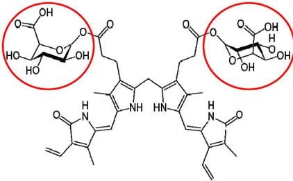 Fig. 7. Structure of bilirubin diglucuronide. The pigment structure remains the same with the addition of two  molecules of glucuronic acid (highlighted with red circles)