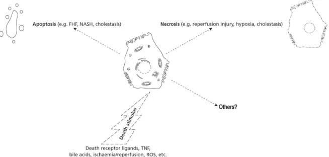 Fig. 10. Common cell death pathways in the liver. Hepatocytes can die from different modes of cell death