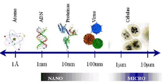 Figura  1.3.  Escala  nanométrica  –  exemplos  biológicos  de  alguns  organismos  e  estruturas,  desde  a  escala  micrométrica ate à escala nanométrica (Adaptado de: http://ifs.massey.ac.nz/undergrad/degrees/nanoscience)