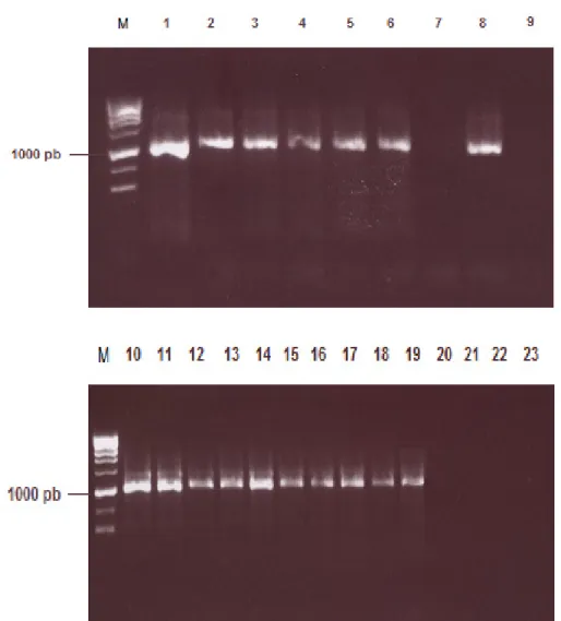Figura 3.1. Ilustração dos géis de electroforese obtidos correspondentes à amplificação do gene gyrB por PCR