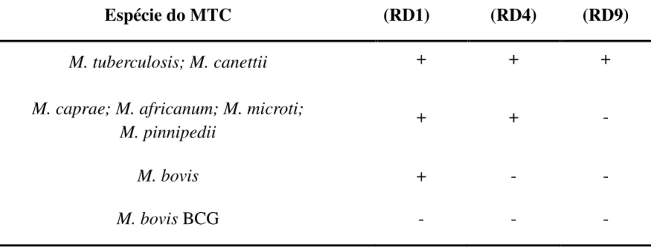 Tabela  3.2.  Padrões  de  presença/ausência  das  RD1,  RD4  e  RD9  entre  os  membros  do  Complexo Mycobacterium tuberculosis 