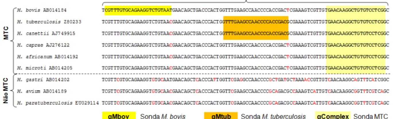 Figura 3.4. Análise comparativa de um segmento do gene gyrB de micobactérias pertencentes ao MTC e outras  exteriores  a  este  complexo