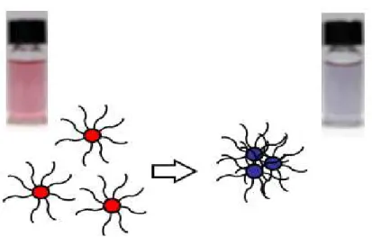 Figura  3.5.  Ilustração  da  agregação  das  nanopartículas  de  ouro  coloidal  e  mudança  de  cor  das  respectivas  suspensões de vermelho para azul