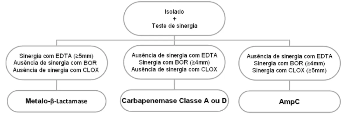 Figura  8.  Algoritmo  usado  na  leitura  interpretativa  dos  testes  de  sinergia  com  meropenem  para  detecção  de  metalo&amp;β&amp;lactamases, carbapenemases de classe A ou D e β&amp;lactamases AmpC (cromossómicas ou plasmídicas)