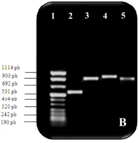 Figura 12. A. Fragmentos de amplificação dos genes    plasmídicos. 1&amp; Marcador de peso molecular  (5 )