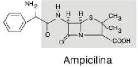 Figura 4 -  Estrutura química da ampicilina. A parte da estrutura evidenciada a cinzento é a estrutura geral de  todas as penicilinas (adaptado de Rosário e Grumach, 2006)