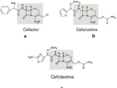 Figura 5 -  Estrutura química de algumas cefalosporinas. a e b - cefalosporinas de 2º geração; c- cefalosporina  de 3ª geração (adaptado de Rosário e Grumach, 2006).