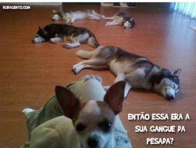 Figura 6 - cães 