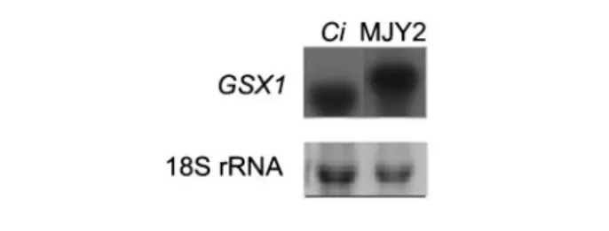 Fig. 1. GXS1 transcript levels. Northern blot analysis of GXS1 expression in C. intermedia PYCC 4715 (Ci) cultivated in 0.5 % xylose, and in S