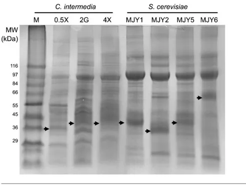Fig. 5. Co-expression of Gxs1 and facilitators. Northern blot analysis of GXF1 (a) and GXS1 (b) expression in S