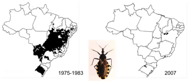 Figura 1:  Distribuição geográfica de Triatoma infestans  no Brasil em  1975/1983 e 2007 (modificado de Silveira &amp; Dias 2011 e Gurgel-Gonçalves et  al