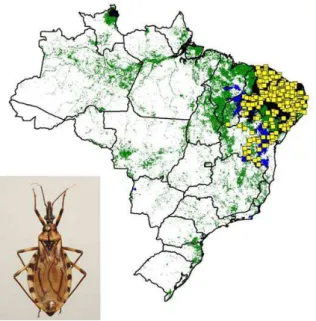 Figura 3:  Distribuição geográfica do T. brasiliensis  no Brasil  (Gurgel- (Gurgel-Gonçalves et al