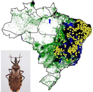 Figura 4:  Distribuição geográfica do T. pseudomaculata no  Brasil (Gurgel- (Gurgel-Gonçalves et al