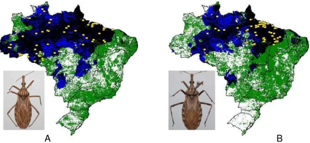 Figura 6:  Distribuição geográfica de R. robustus  (A) e R. pictipes  (B) na  Amazônia brasileira (Gurgel-Gonçalves et al