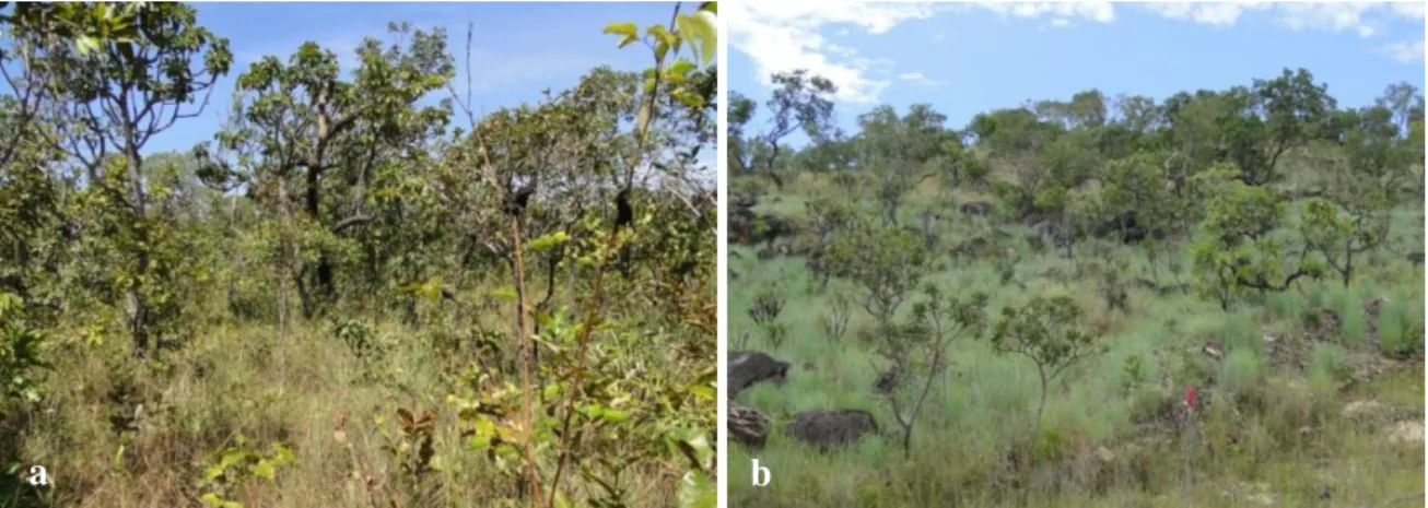 Figura 2.3 - Vista panorâmica da estrutura da vegetação nos sítios de Cerrado Típico (a) e Cerrado Rupestre  (b) em Natividade, Tocantins