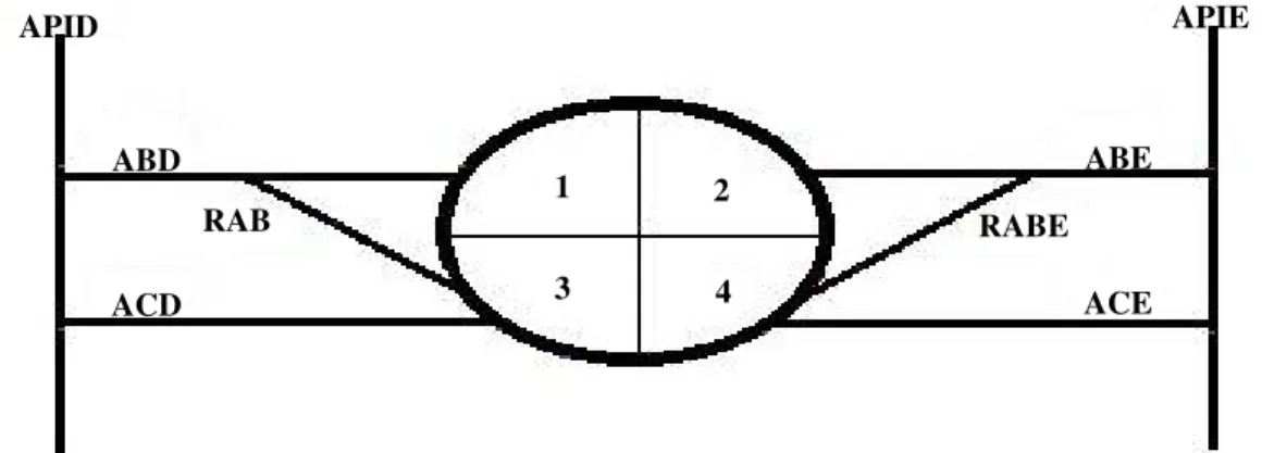 Figura 4. Modelo esquemático representando a distribuição arterial geral nos quadrantes da bolsa cloacal da  linhagem Master Gris Cou Plumé (vista ventral)