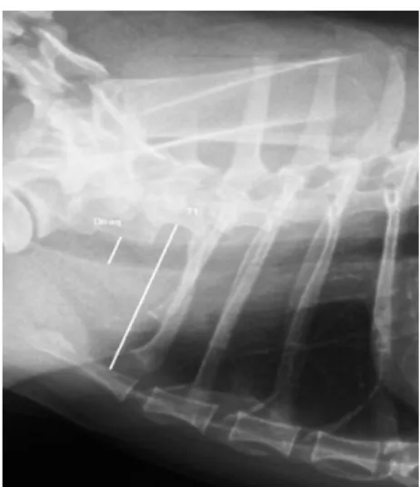 Fig. 1. Imagem de radiografia torácica latero-lateral de cão do GB da raça Shih Tzu, 2 anos, para mensuração  traqueal (Dtraq, diâmetro traqueal; T1, distância entre a borda ventral da primeira vértebra torácica e a borda  dorsal do manúbrio)