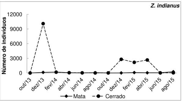 Figura  11.  Abundância  total  de  Zaprionus  indianus  na  mata  de  galeria  e  cerrado  sensu  stricto  da  Reserva  Ecológica do IBGE (RECOR) em coletas bimestrais ocorridas de outubro de 2013 a agosto de 2015