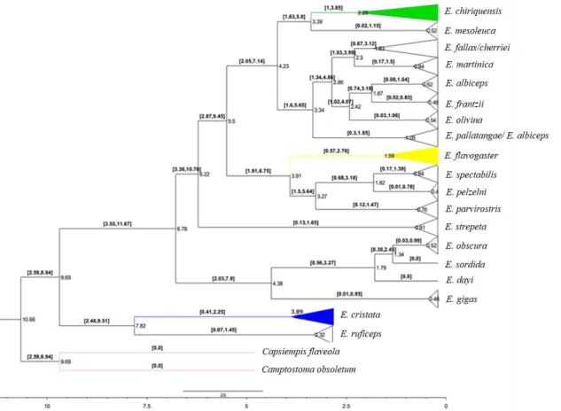 Figura 11. Árvore filogenética de Inferência Bayesiana gerada pelo programa BEAST  V.1.8.2 utilizando a MATRIZ1025 para o gênero Elaenia e grupos externos para o gene  mitocondrial ND2