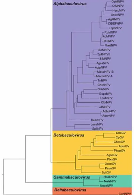 Figura  6.  Taxonomia  da  família  Baculoviridae.  Árvore  da  Máxima  Verossimilhança  apresentando  44  baculovirus  distribuídos  em  4  gêneros  Alpha-,  Beta-,  Gamma-  e  Deltabaculovirus (King et al., 2011).