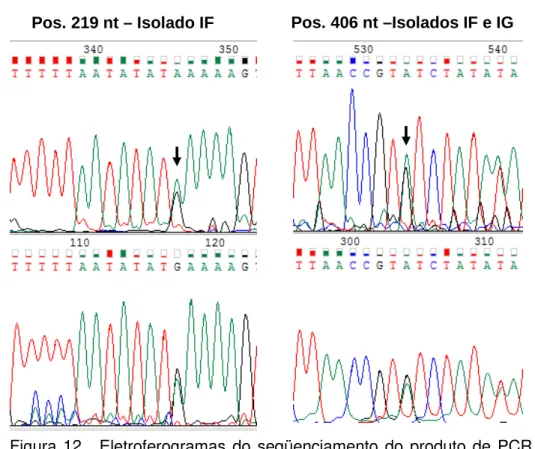 Figura  12.    Eletroferogramas  do  seqüenciamento  do  produto  de  PCR  do gene phr