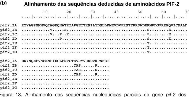 Figura  13.  Alinhamento  das  sequências  nucleotídicas  parciais  do  gene  pif-2  dos  isolados  de  PsinSNPV  (IA  a  IG)
