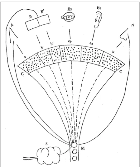 Figura 3.1. O sistema nervoso conceitual de Pavlov (1908/1951). 