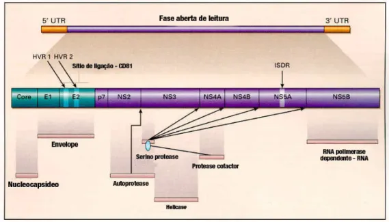 Figura 2: Representação esquemática da organização do genoma e das proteínas do  vírus da hepatite C (http://www.expertreviews.org) 